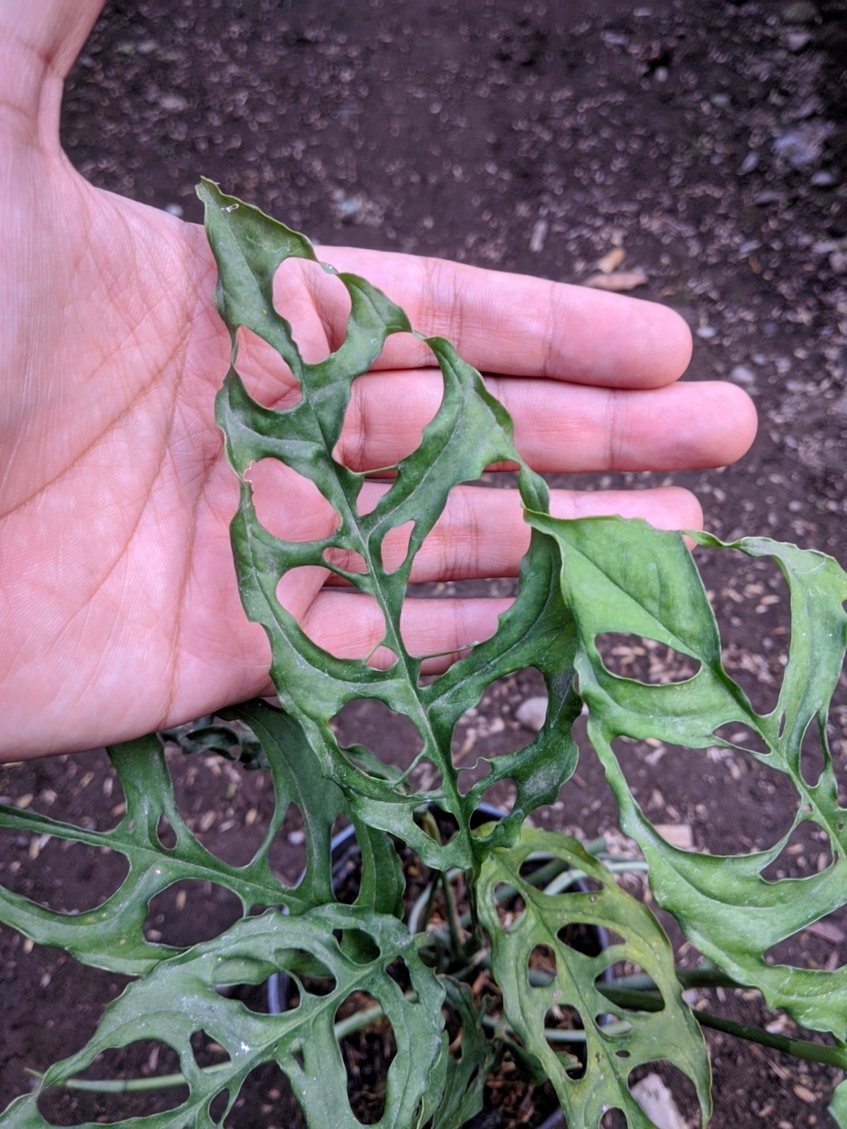 Monstera Obliqua Peru Lush Leave Real Picture