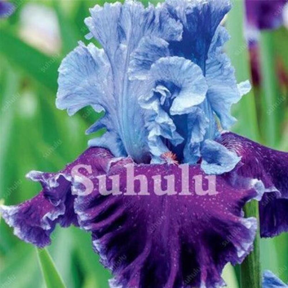(10) IRIS SEEDS rare exotic flower home blossom garden plant USA SELLER W/TRACK
