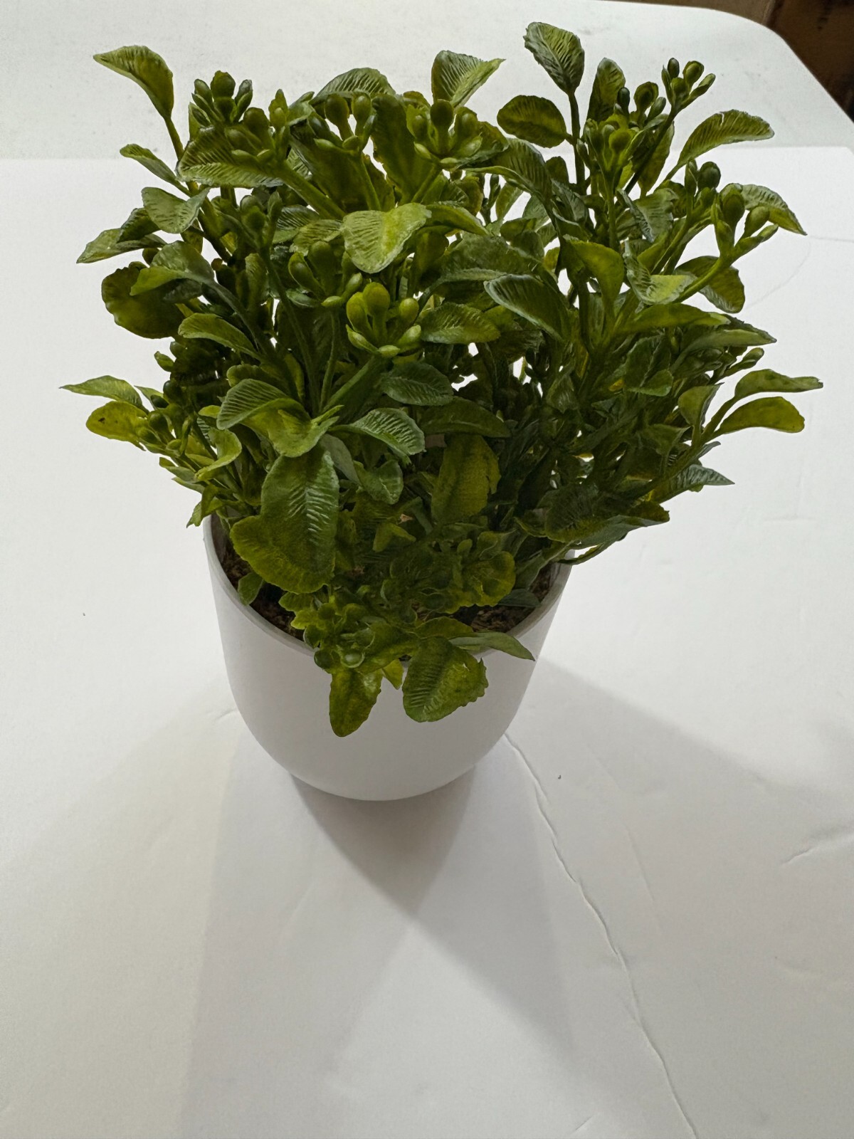 Box of 6 – Threshold Artificial Plants – 8″ Mini Boxwood Green / White Pot -NEW
