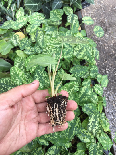 Alocasia Hilo Beauty Elephant Ears Plug | Caladium Indoor & Outdoor House Plant