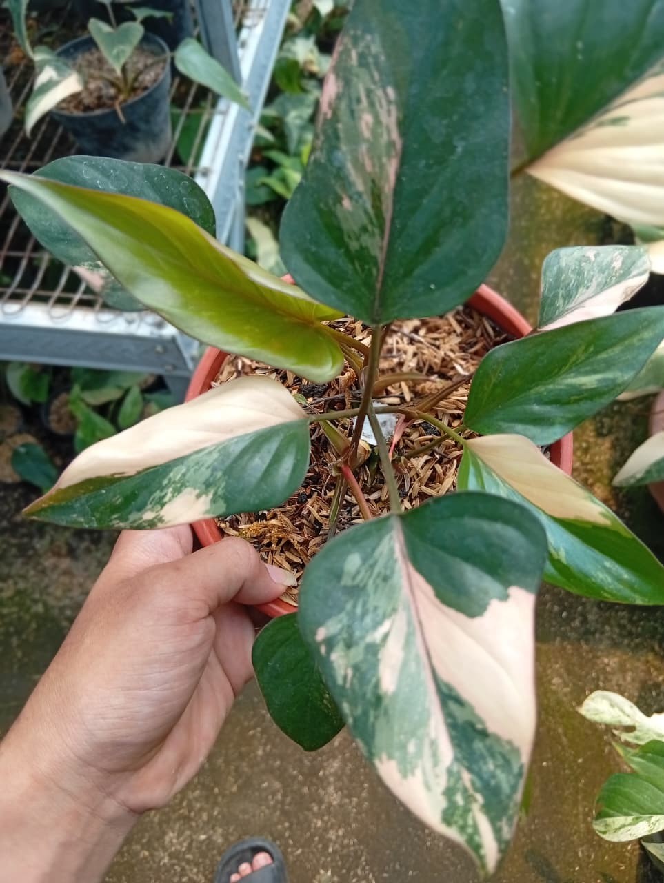 Real Pict Homalomena Pink Diamond Variegated Rare Plant