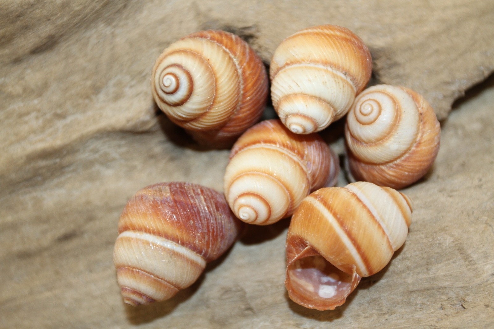25-BROWN LAND SNAILS,Resin Crafts,Wreath Supply,mosaic supply,gifts SS-588