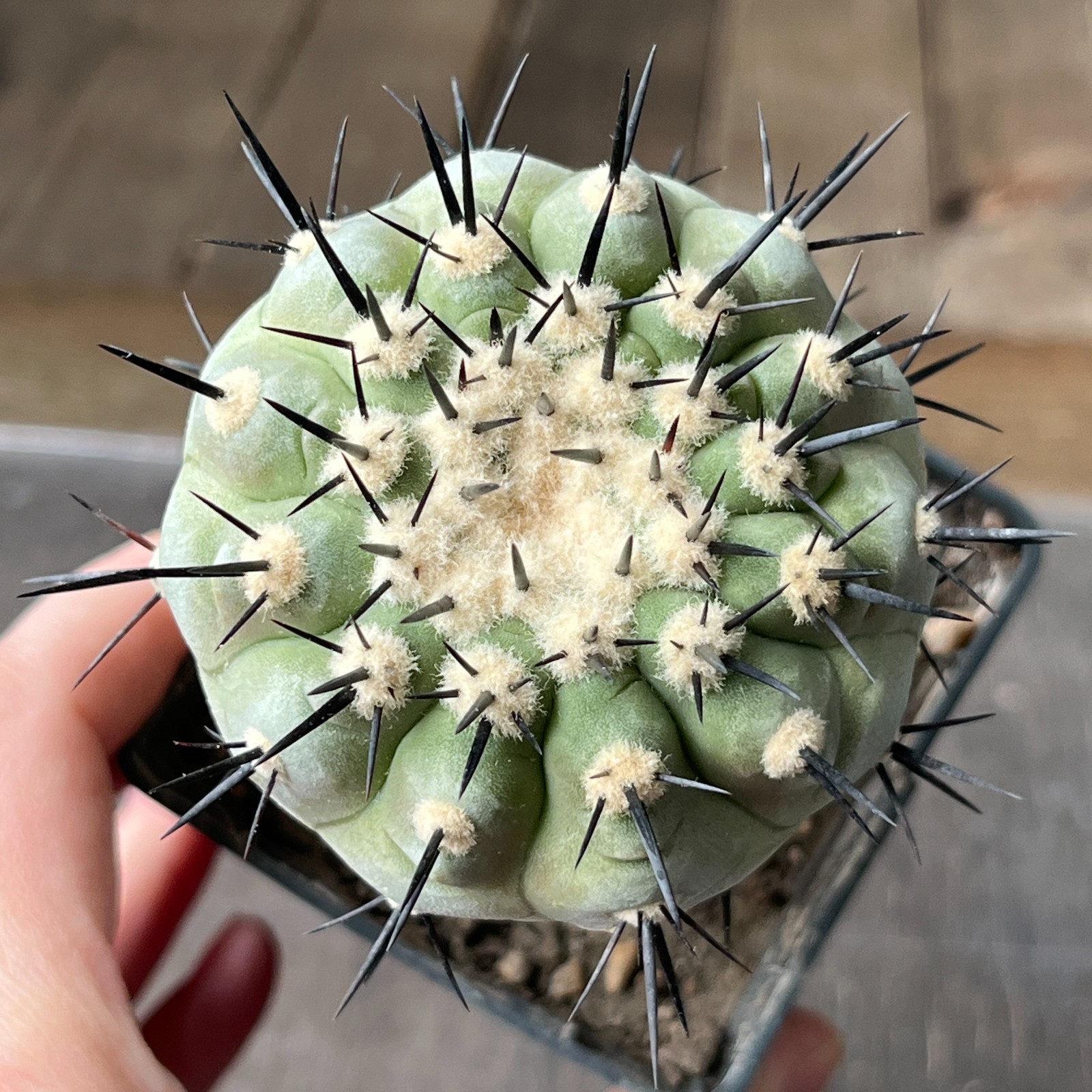 A2-820 Copiapoa columna-alba, CS29, Esmeralda, Pure white stem, grafted