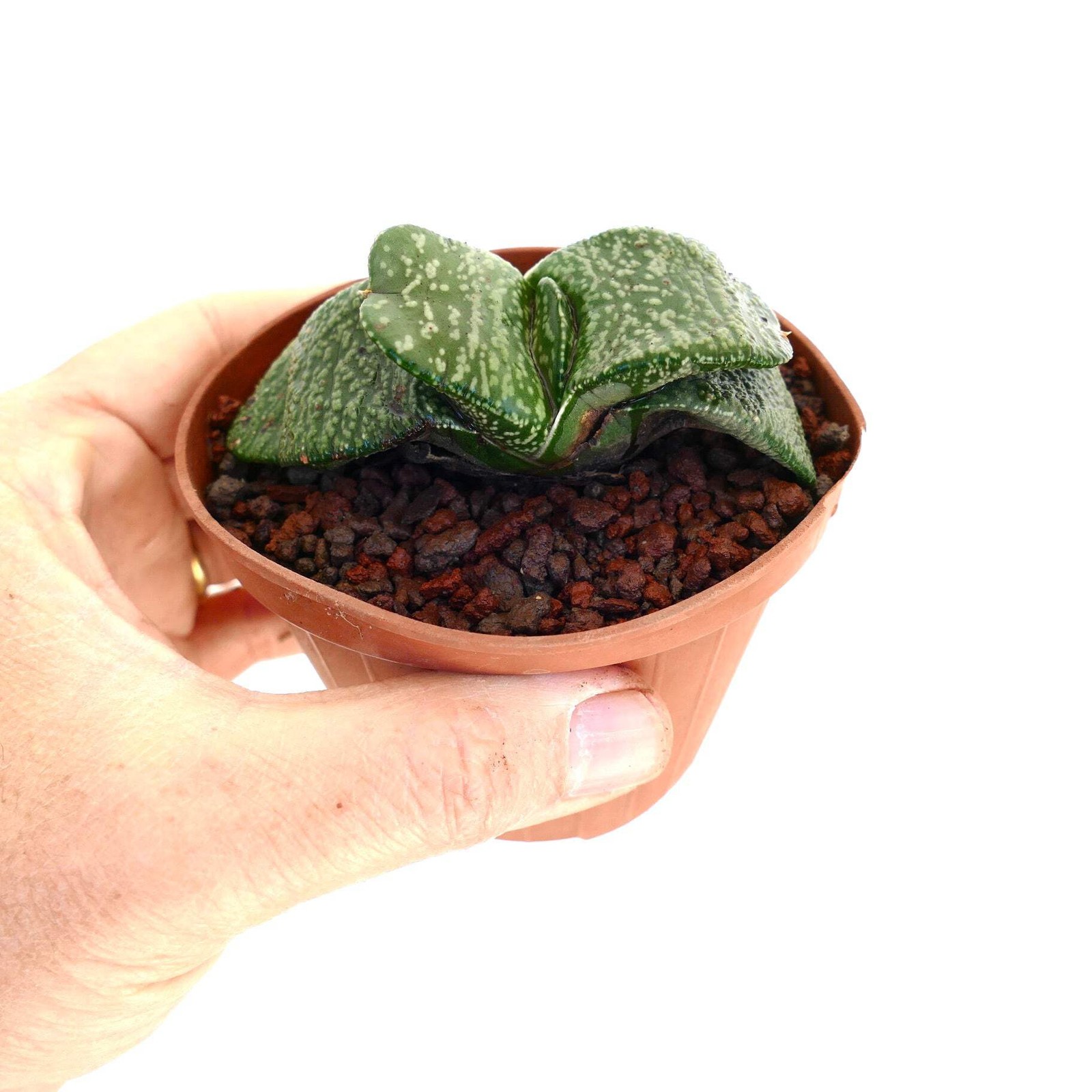 Gasteria armstrongii PEARL (EX CLONE TORRISI SICILY) – Gasteria | Armstrong’s ga