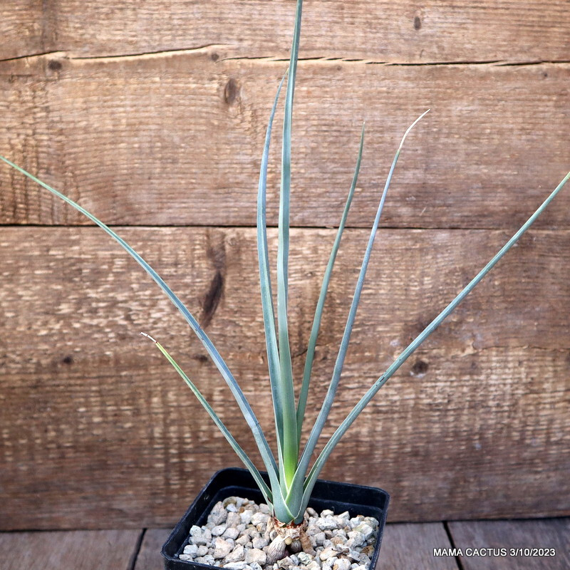 D1161 DRACAENA SERRULATA pot10-H32-W25 cm MaMa Cactus