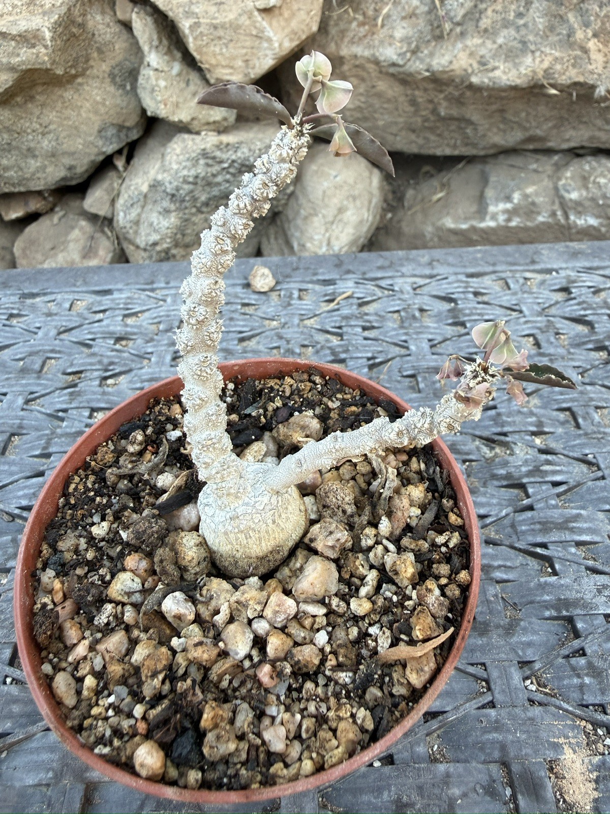 Euphorbia suzannae-marnierae