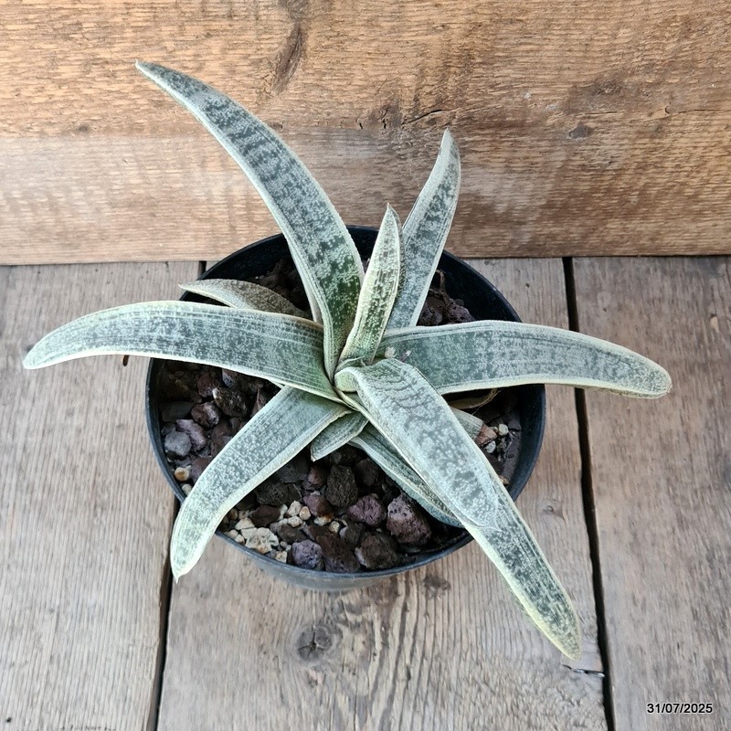 D5620 GASTERIA BATESIANA VARIEGATED pot18-H16-W32 cm MaMa Cactus