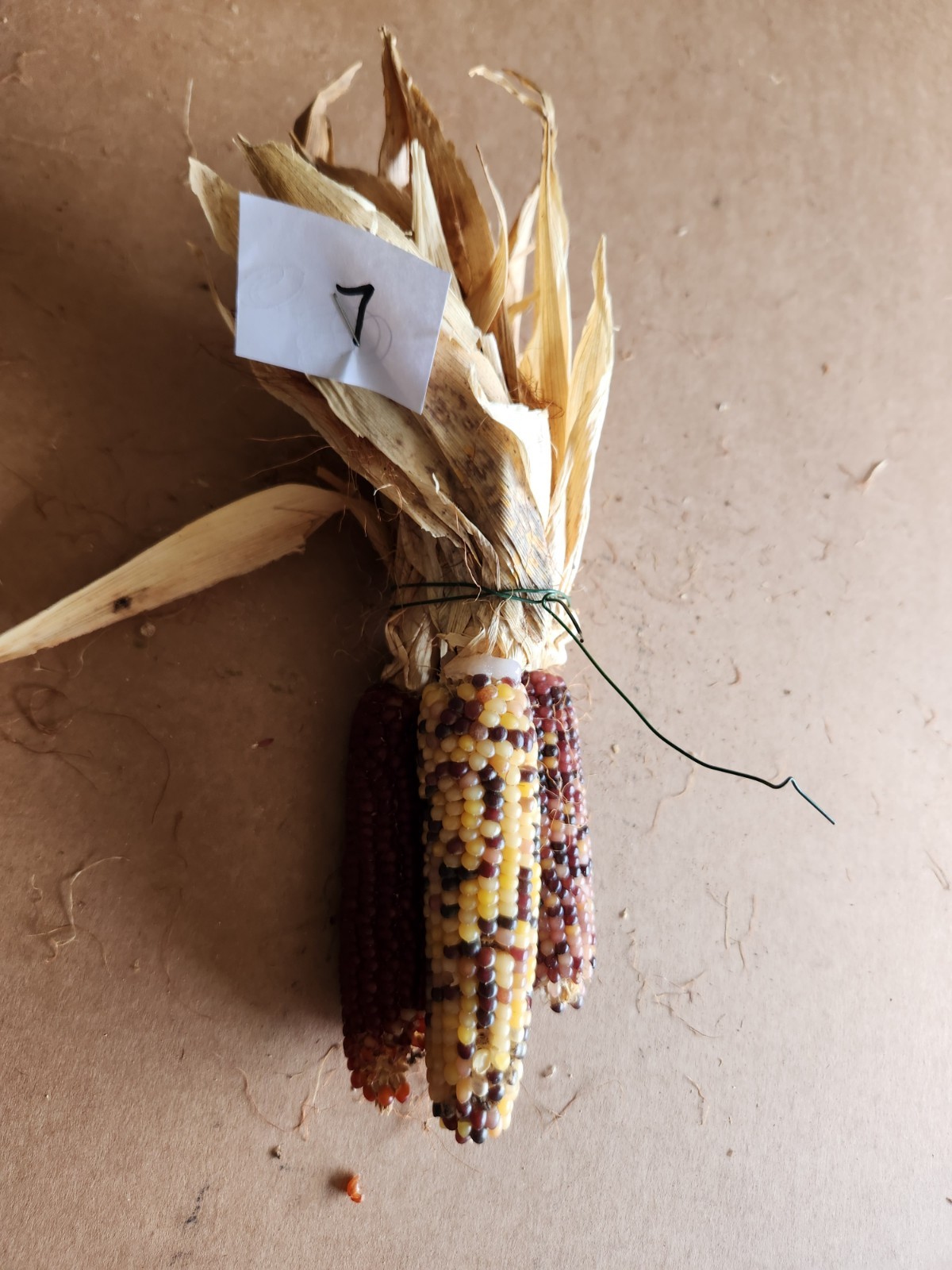 Mini Indian Corn, Approx 5″ Long – Thanksgiving, Fall, Decor, Small #7