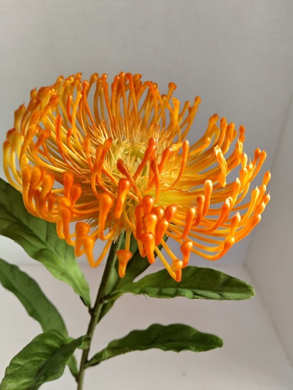 Orange Needle protea stem