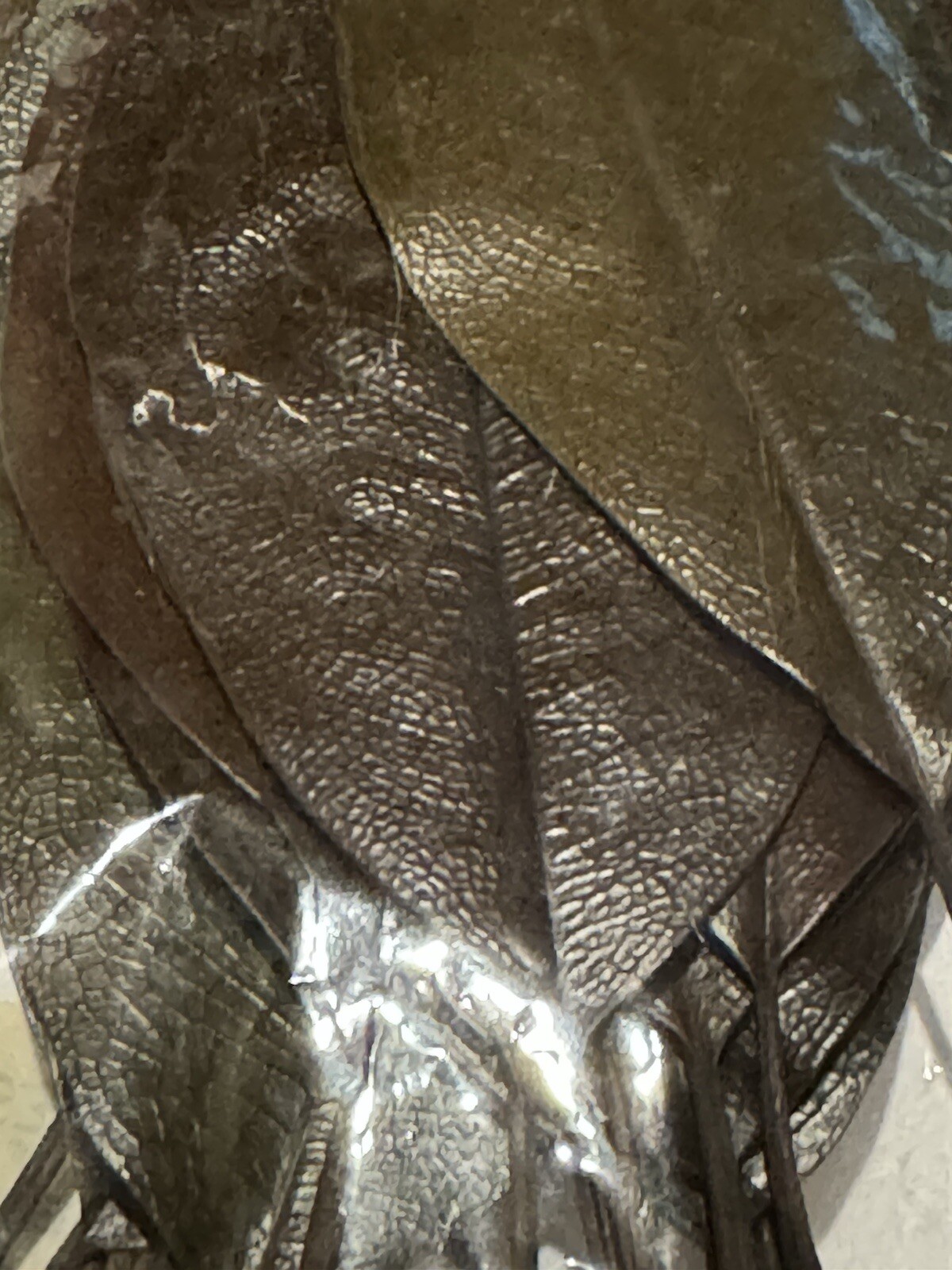 Grand Impressions Dried Florals Leaves Shark 825100 Wedding Craft Decor NEW READ