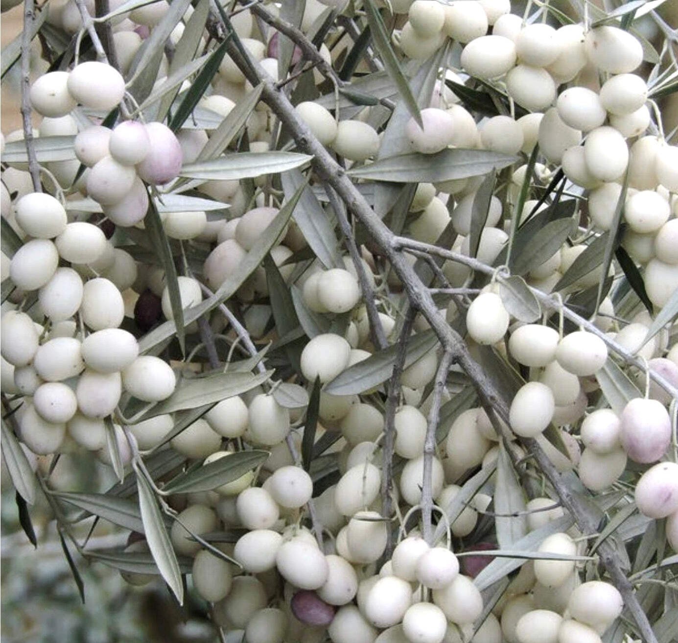Olea europea cv DIAMANTE BIANCO (white diamond) white olives – White Diamond Oli