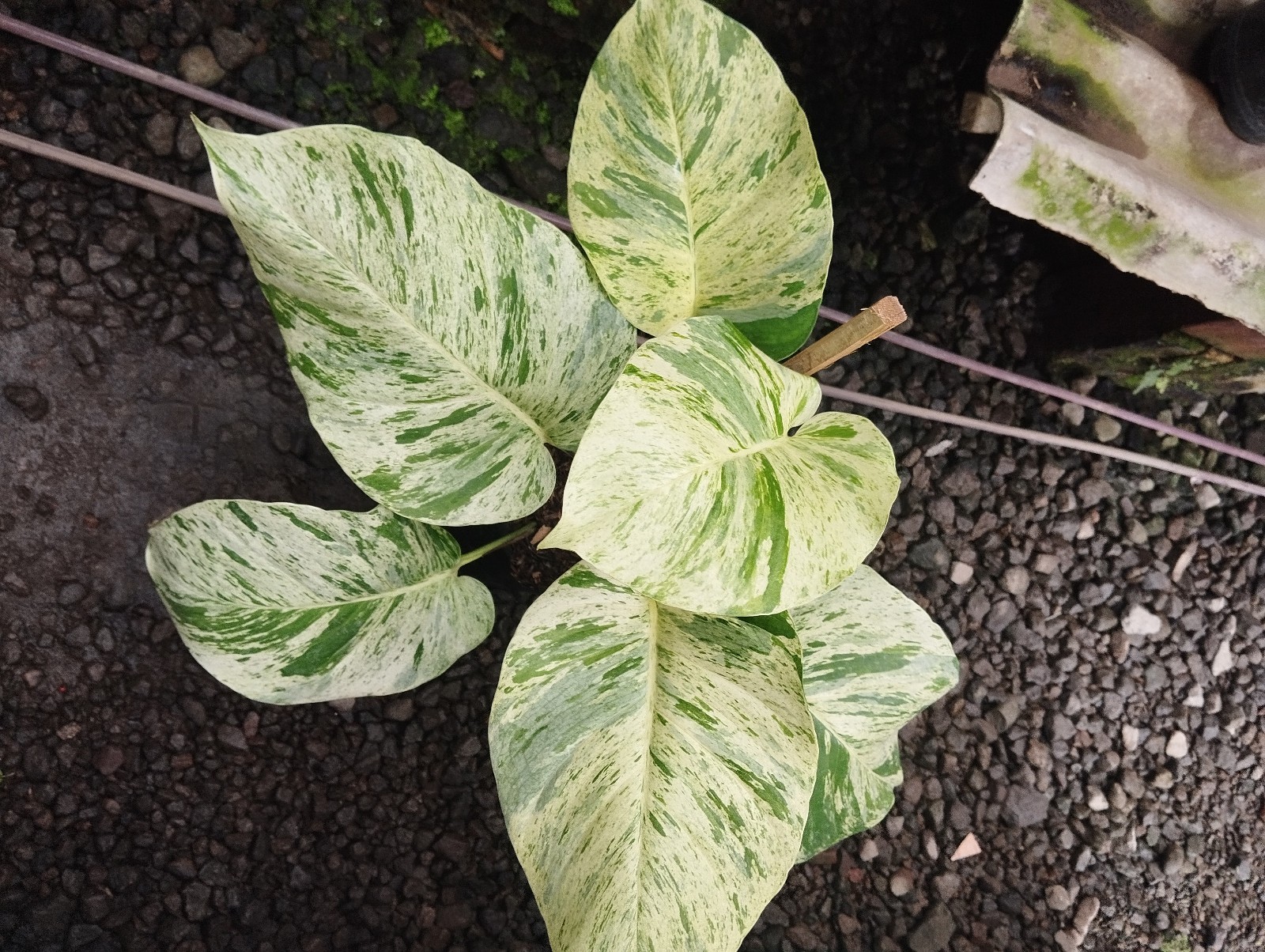 Philodendron Marble Queen Variegated Real Picture Big Leave Free Phitosanytari
