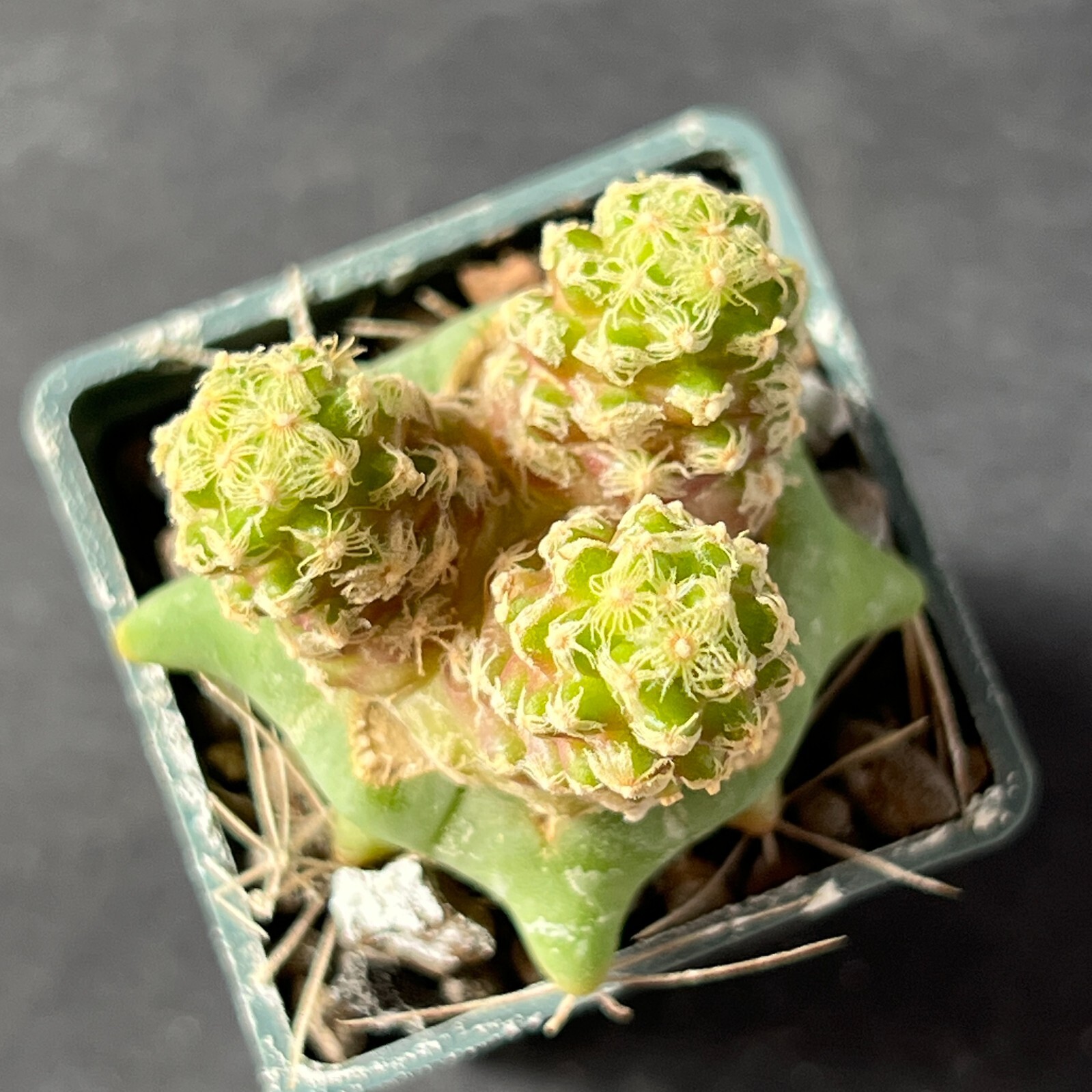 A3-1529. Mammillaria theresae f. ‘short spines’ (Grafted)