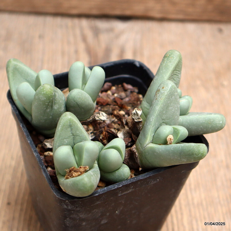 D928 ARGYRODERMA FRAMESII pot7-H5-W11 cm MaMa Cactus