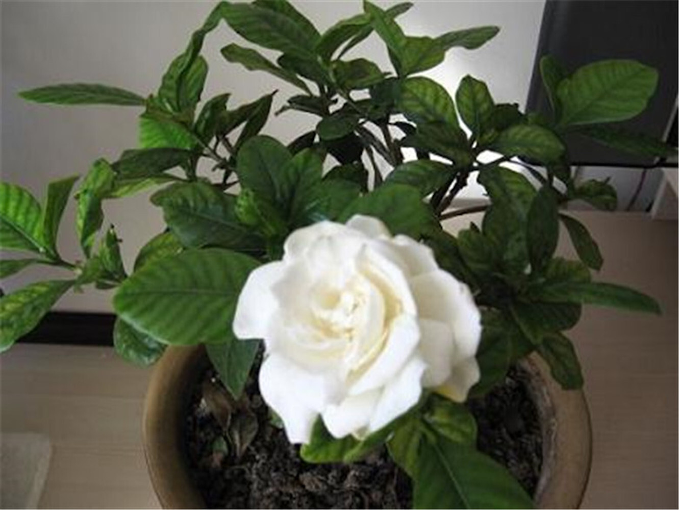 (10) GARDENIA SEEDS perennial flower garden bed bush plant USA SELLER W/TRACK