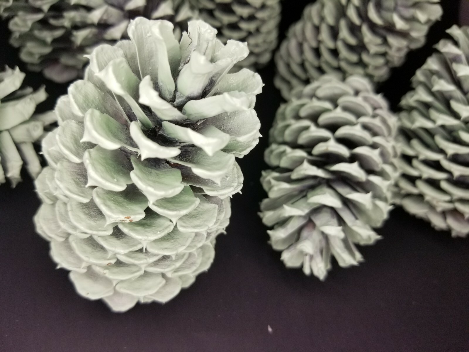 🎅15 Mint Green Pine Cones Hand Painted Natural Premium Ponderosa Cones