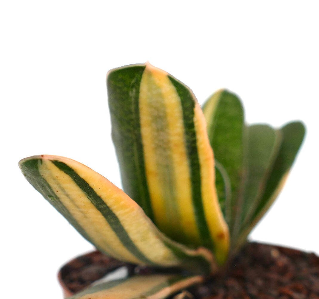 Gasteria carinata cv. ‘Rainbow’ VARIEGATED – Bredasdorp gasteria | Carinate gast