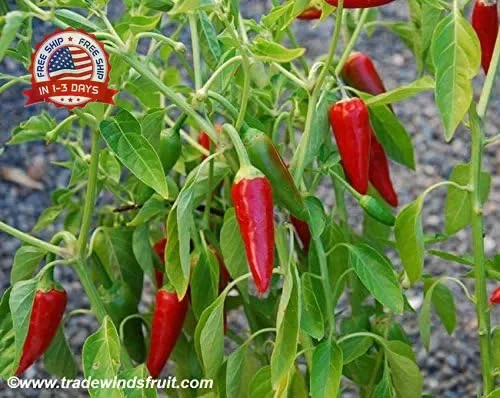 120 Anaheim Chile Hot Pepper seeds for planting 1 gram of seeds Heirloom Non GMO