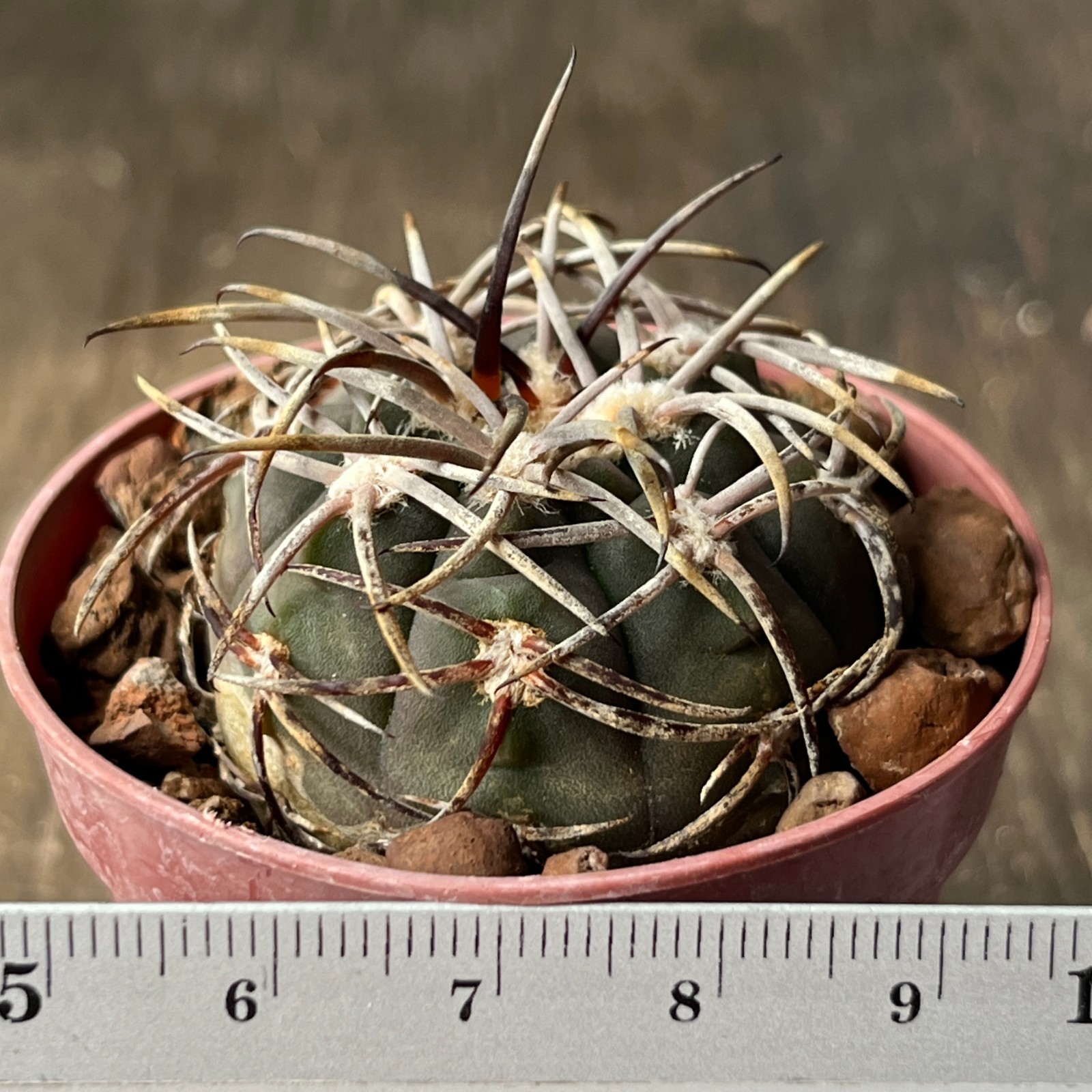 A38-2014 Gymnocalycium mazanense VG660, Cuesta de la Sebia, 1063m, seedling