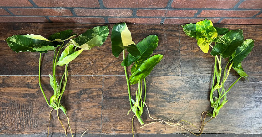 Variegated Burle Marx Philodendron Cutting | Air Roots w/ Nodes | House Plant