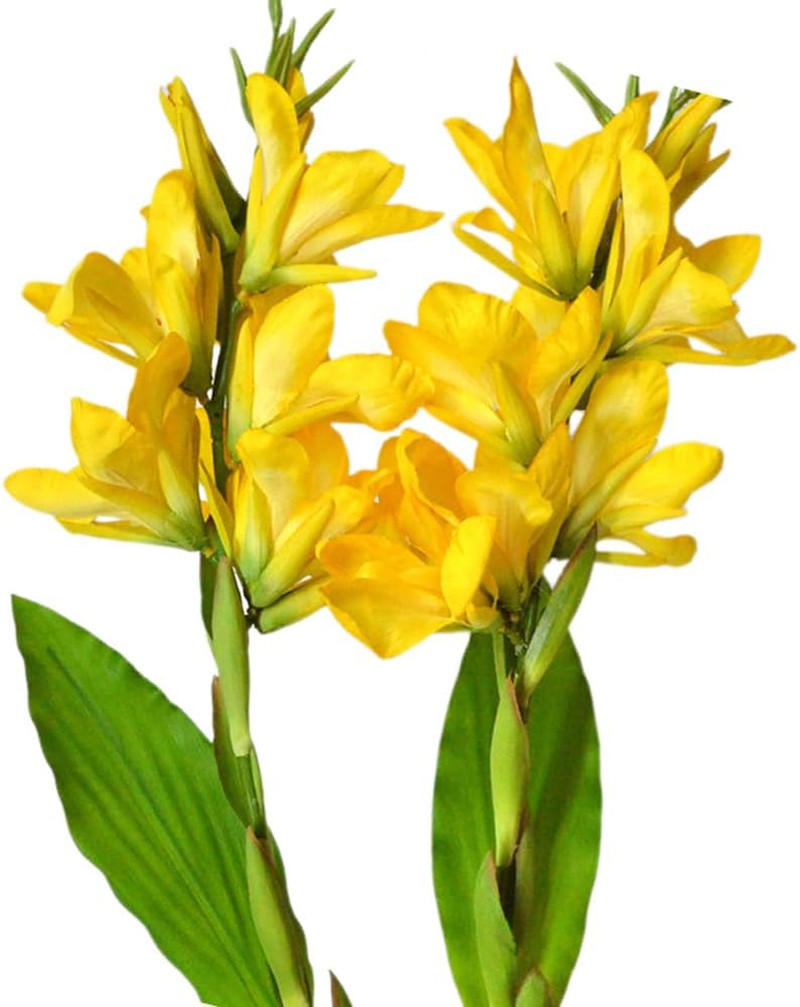 Yellow Canna Lily Silk Flowers, 42.5″ – 2-Pack for Home & Commercial Decor