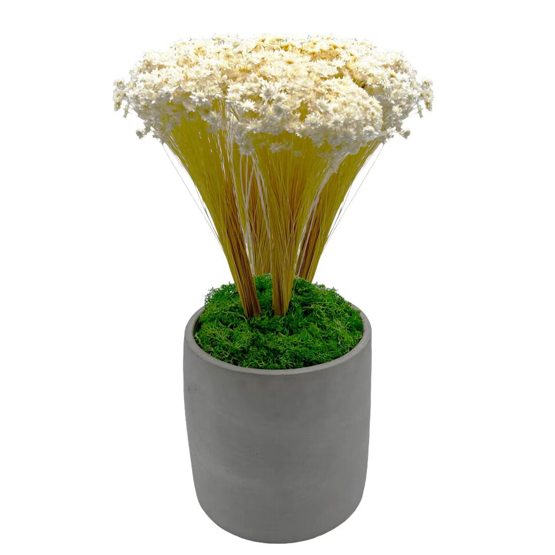 Bergamo Art 95g Preserved Reindeer Moss in Emerald Green