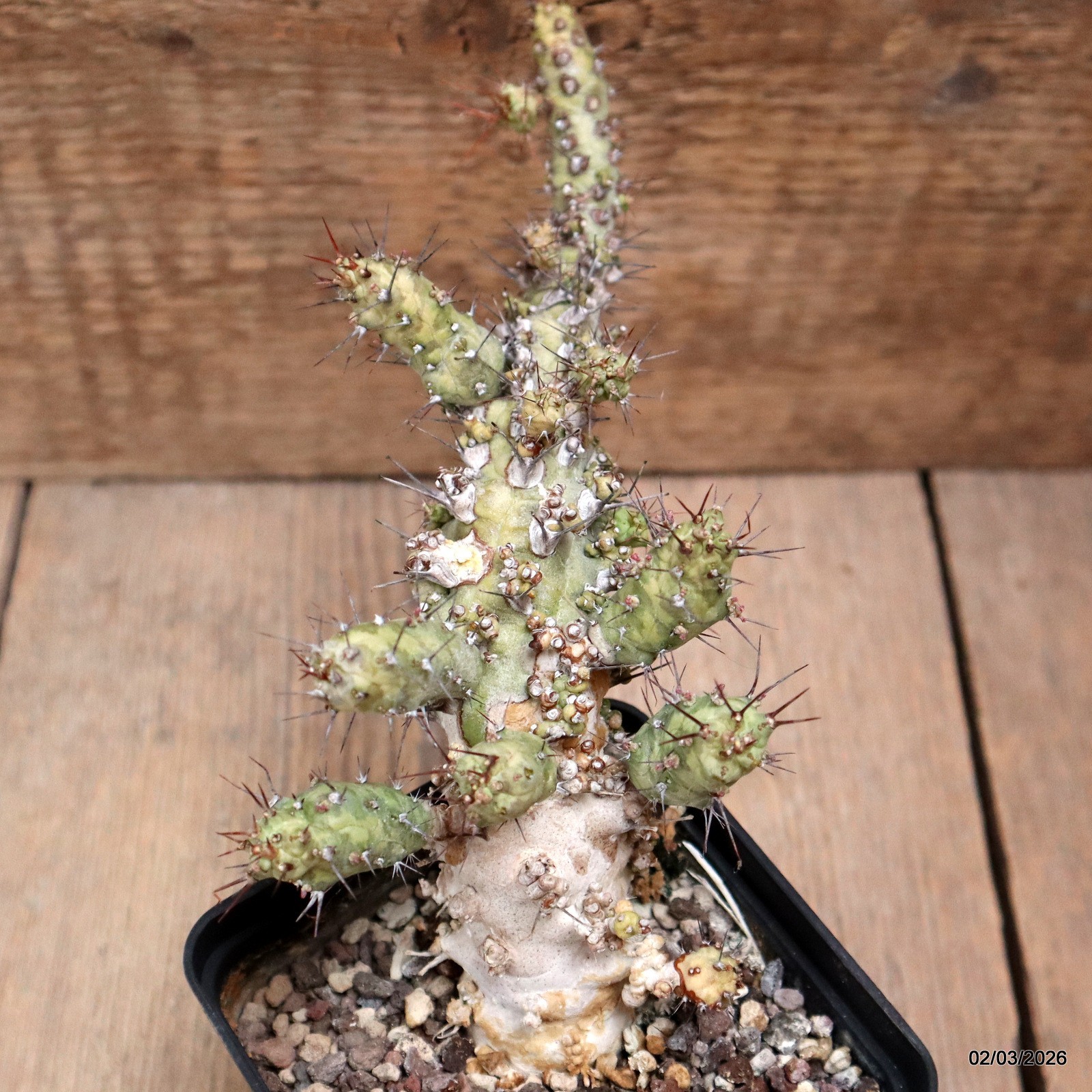D7943 EUPHORBIA SP. CAPGUARDAFUI pot9-H19-W8 cm MaMa Cactus