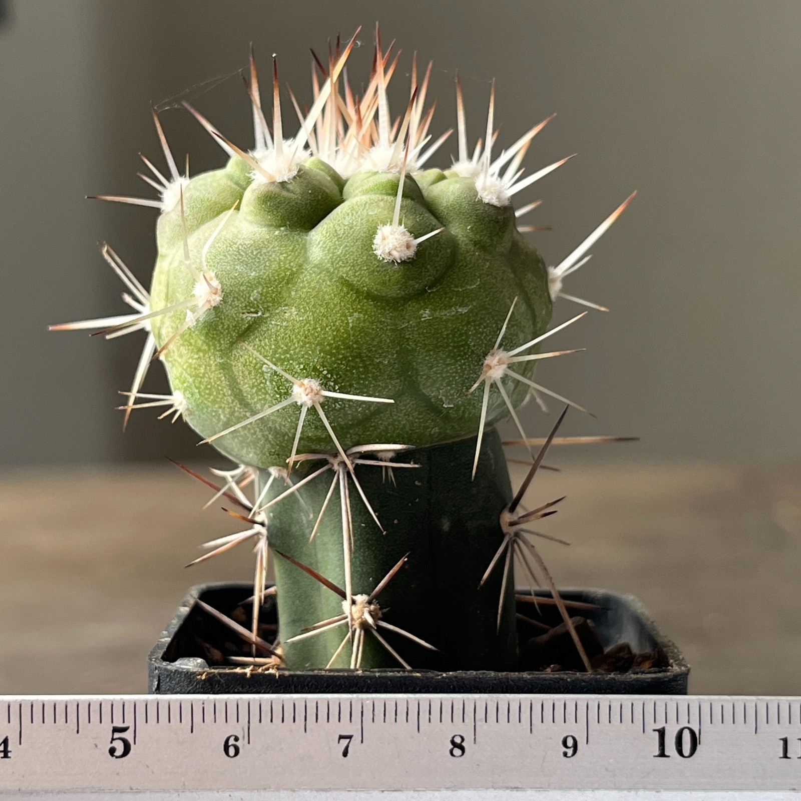 A55-1505 Copiapoa cinerea v. albispina, grafted