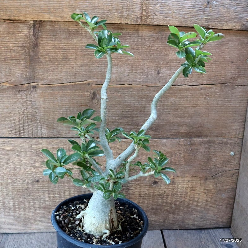 D5335 ADENIUM OBESUM pot17-H36-W16 cm MaMa Cactus