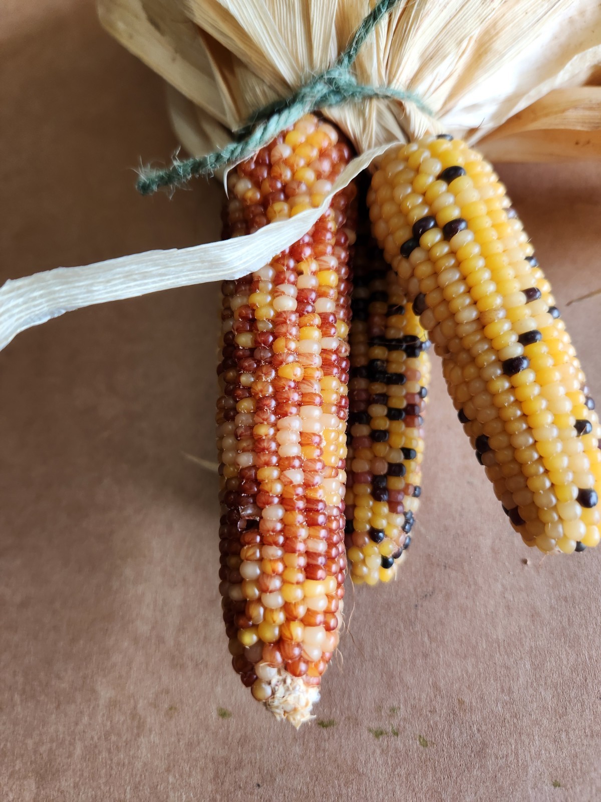 Mini Indian Corn, Approx 5″ Long – Thanksgiving, Fall, Decor, Small #9