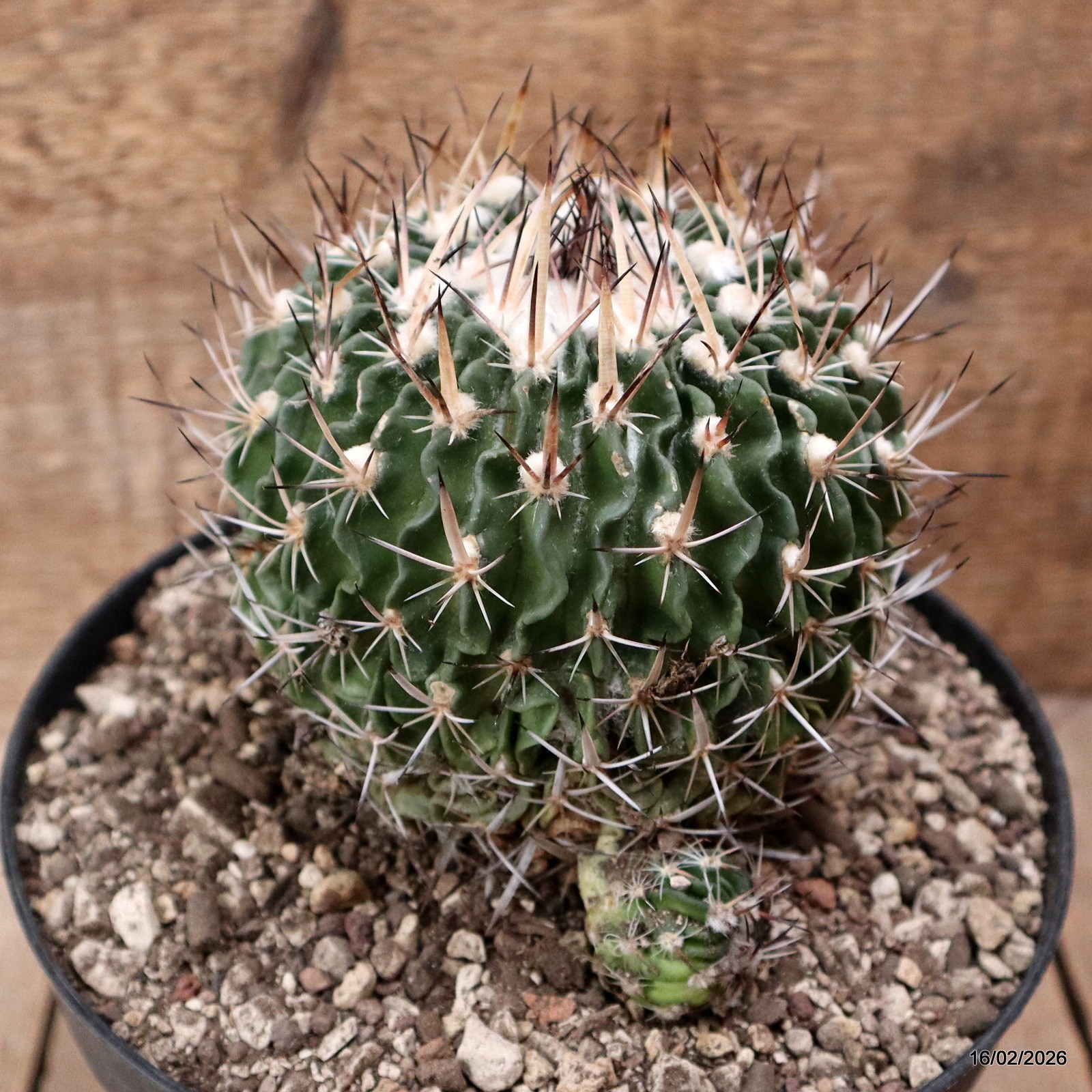 D7780 ECHINOFOSSULOCACTUS CRISPATUS pot18-H11-W10,5 cm MaMa Cactus