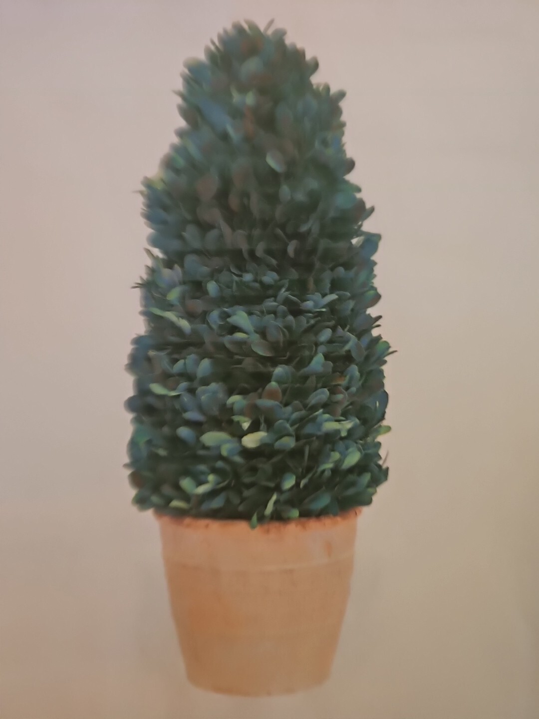 Real Preserved Boxwood Evergreen Potted Tree Globe Tree Topiary in Terracotta…