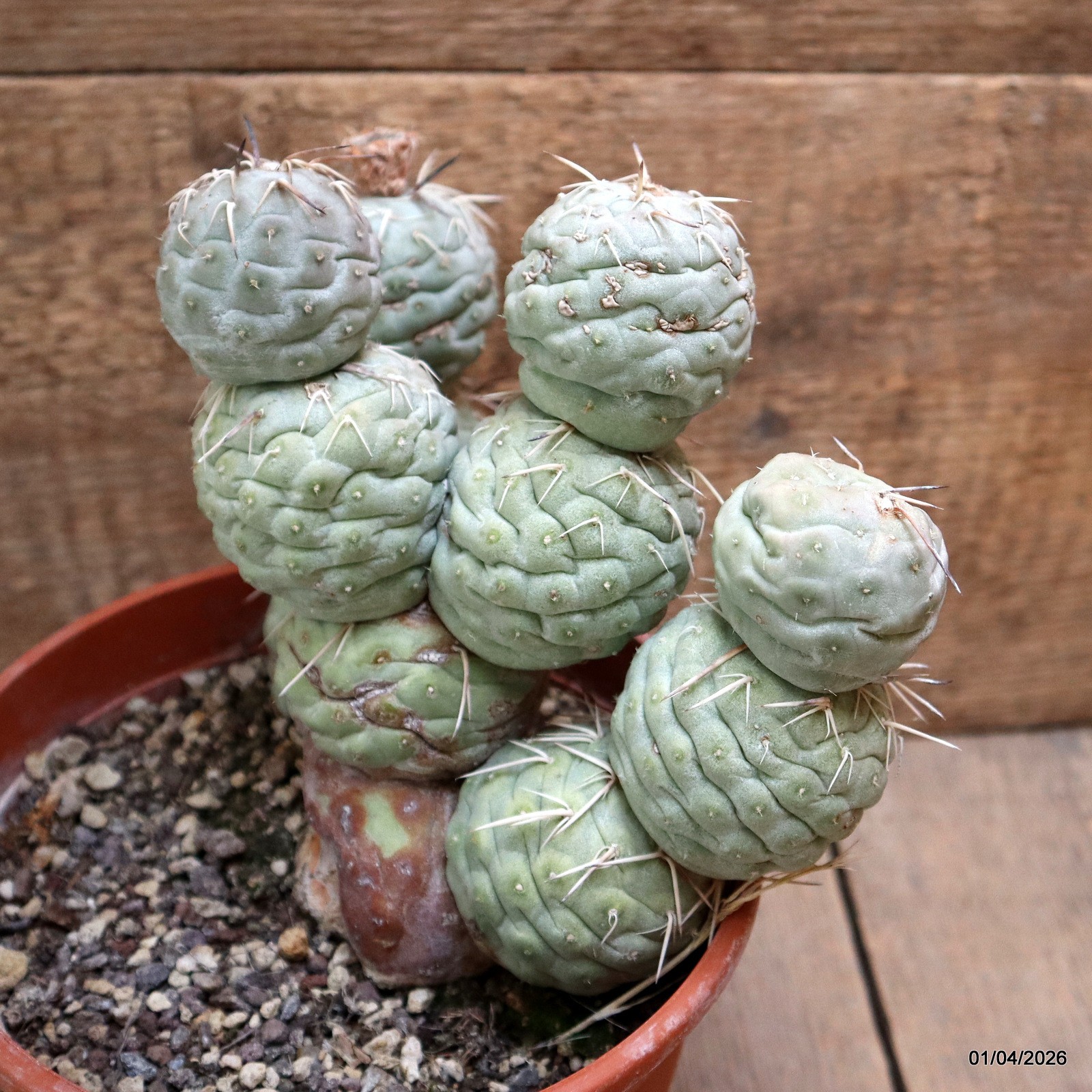 D8174 TEPHROCACTUS GEOMETRICUS GRAFT 12 BALLS pot17-H18-W19 cm MaMa Cactus