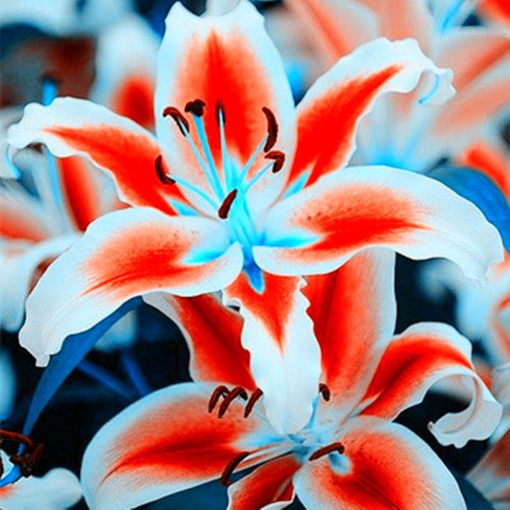 (10) LILY SEEDS rare exotic flower bloom home blossom garden USA SELLER W/TRACK