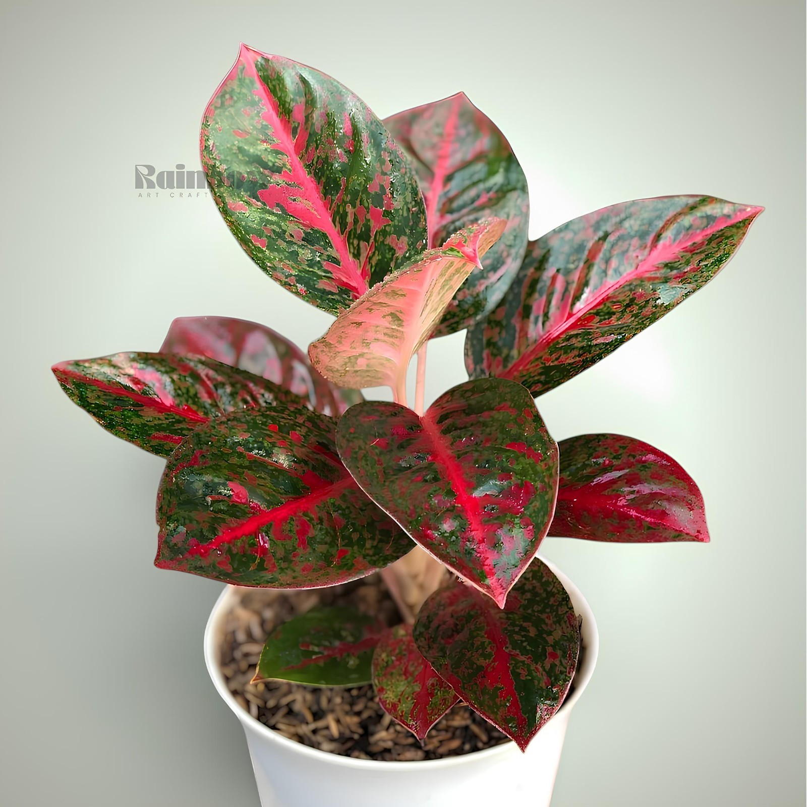 Aglaonema Red Stardust Beatiful Ornamental Plant
