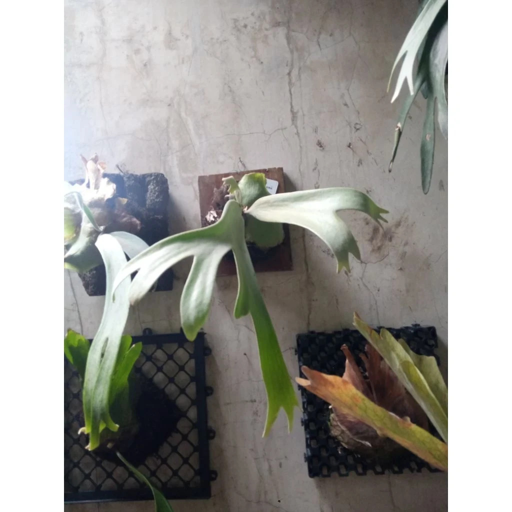 Platycerium willinckii Exotic Staghorn Fern Rare Collector’s Plant PL142