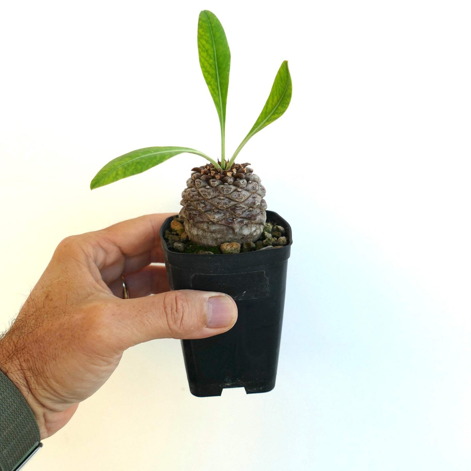 Euphorbia bupleurifolia MALE 5,2cm X 4,7cm – Rare caudiciform succulent