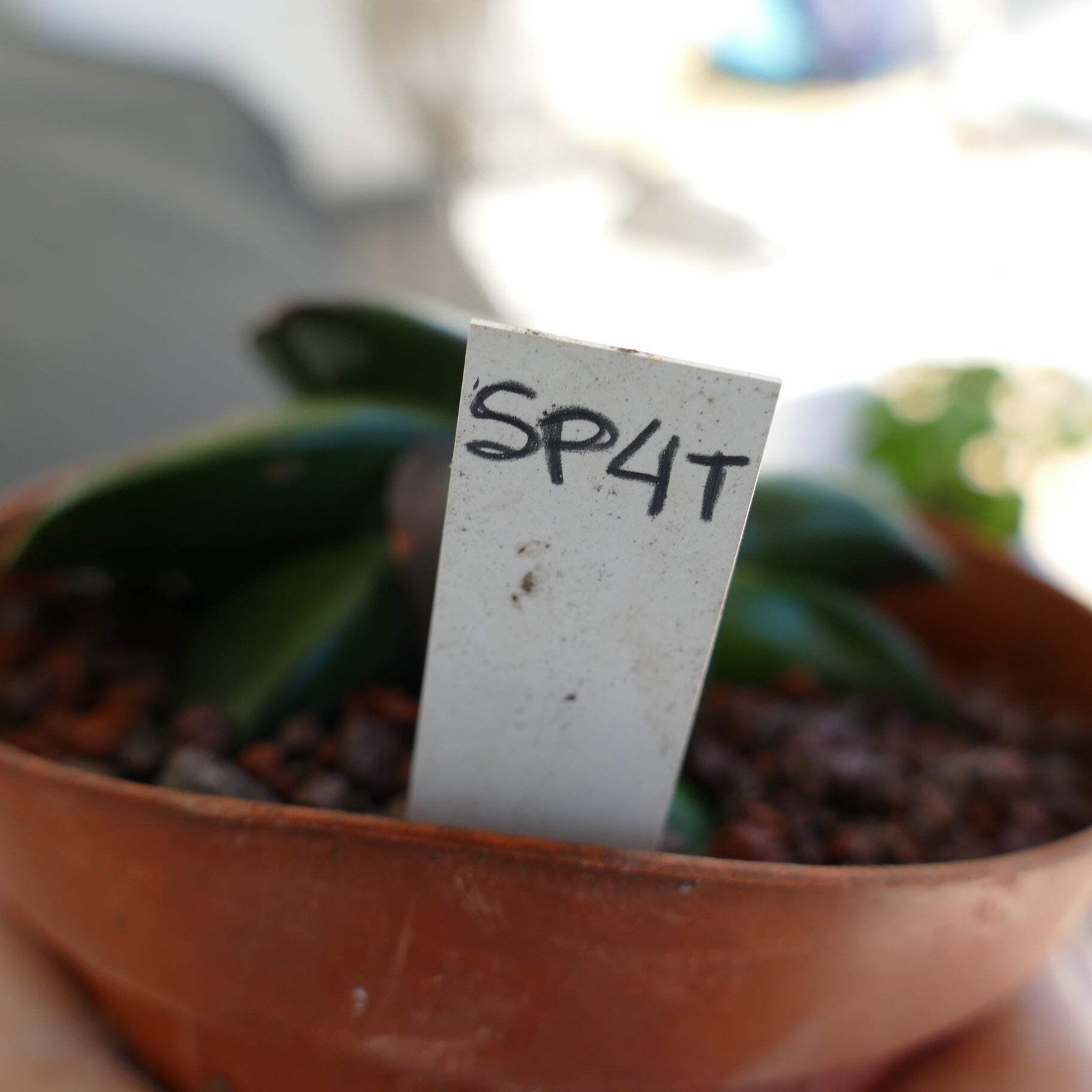 Gasteria pillansii cv 滑らか肌 GREEN WITH OFFSET – Namaqua gasteria | Pillans’ gaste
