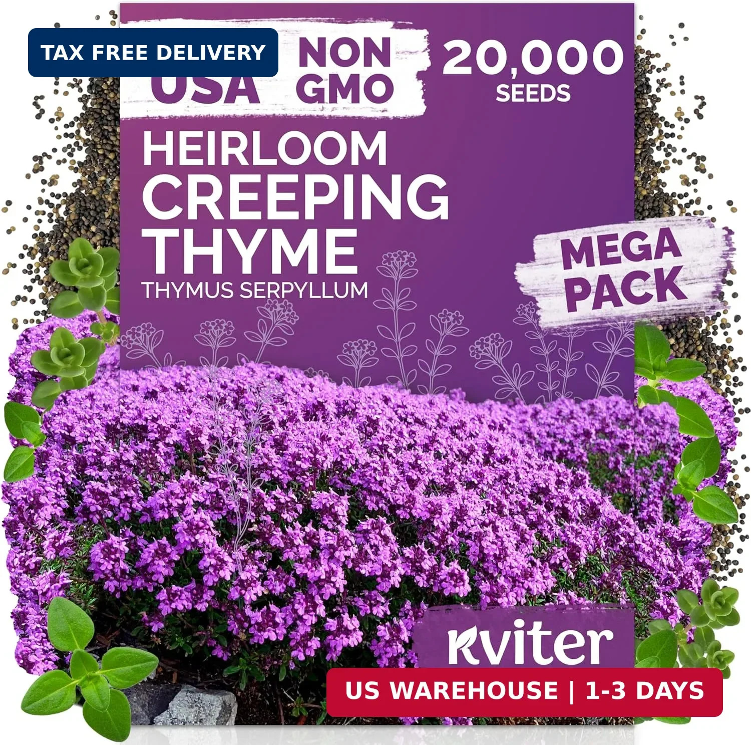 KVITER 20,000 Creeping Thyme Seeds (Thymus Serpyllum) – Wild Thyme, Aromatic Gro