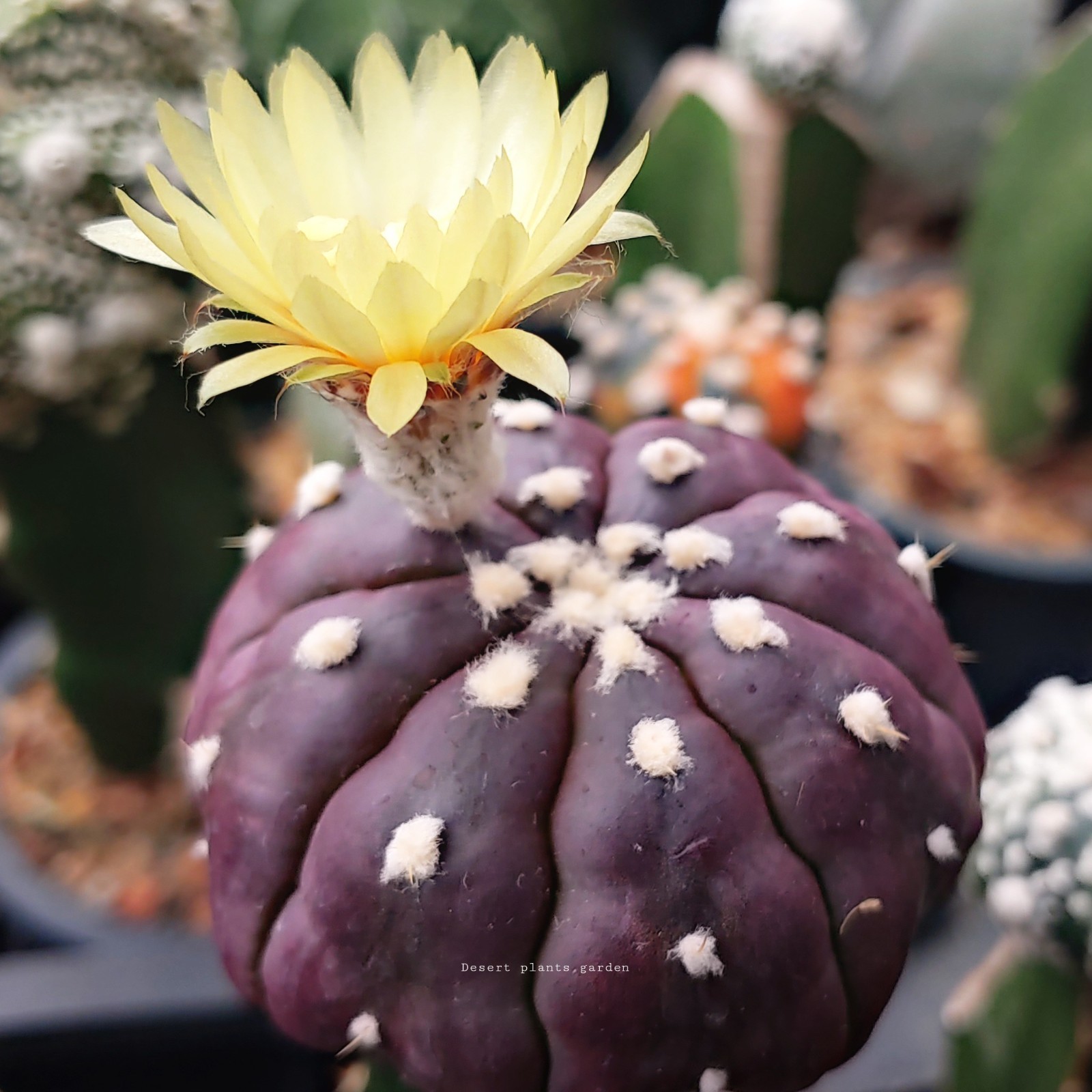 Astrophytum asterias Purple skin 25Seeds