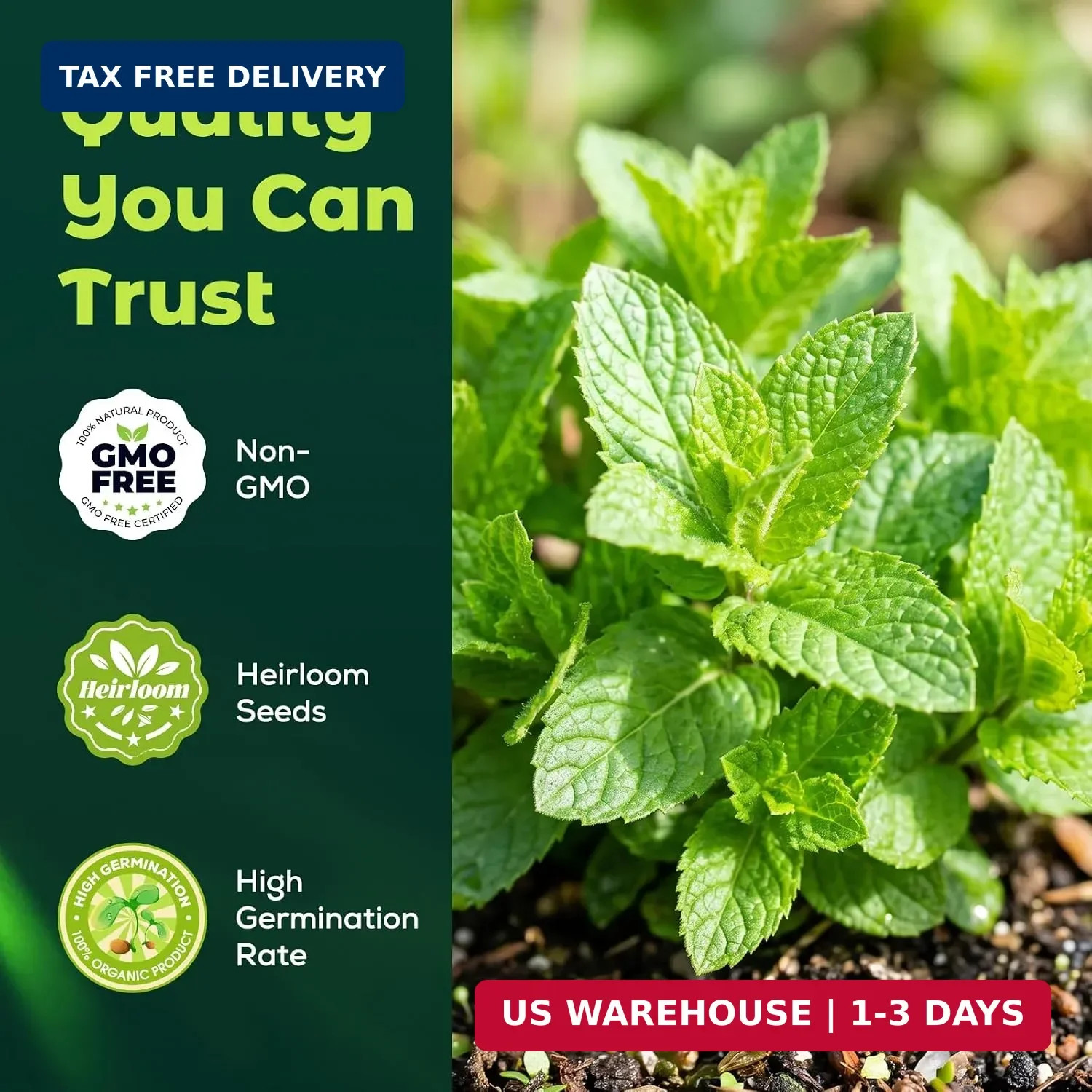 3000 Peppermint Seeds for Planting Indoors & Outdoors – Premium Non-GMO Heirloom