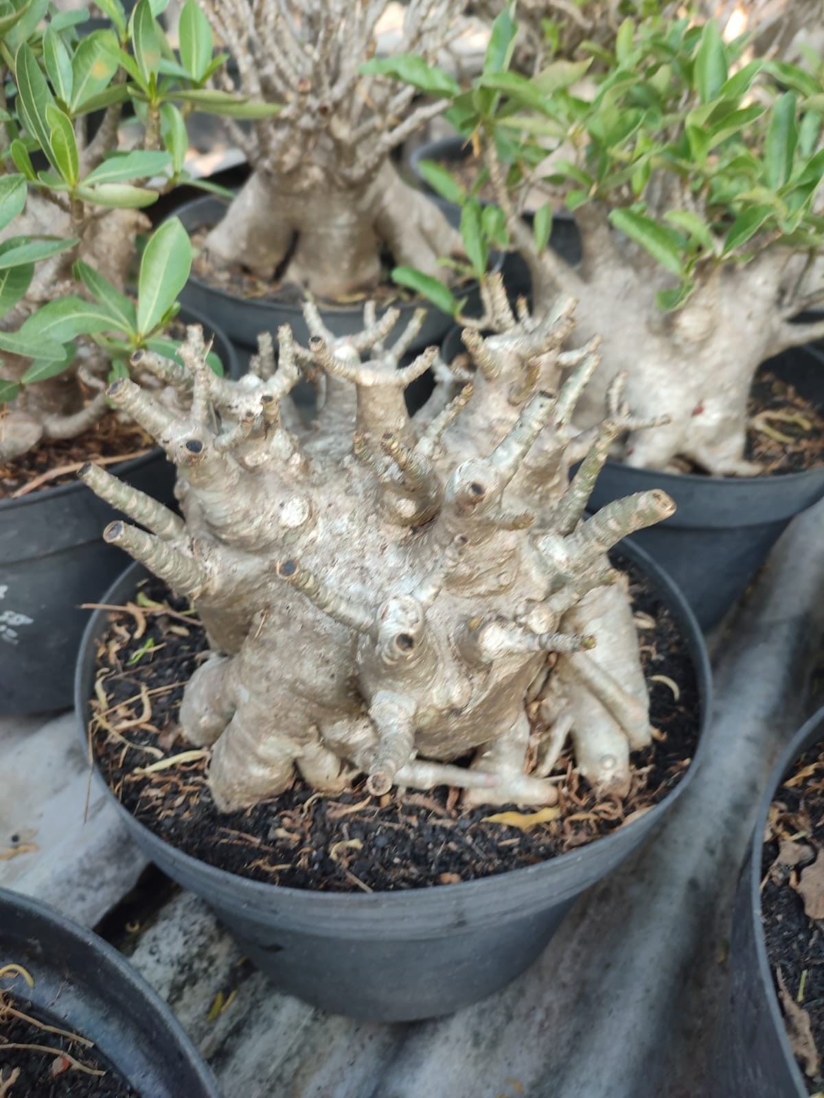 Adenium bonsai Arabicum godji desert rose