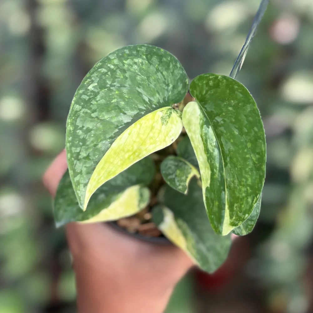 Real Picture Scindapsus Leopard Variegated Rare Plant