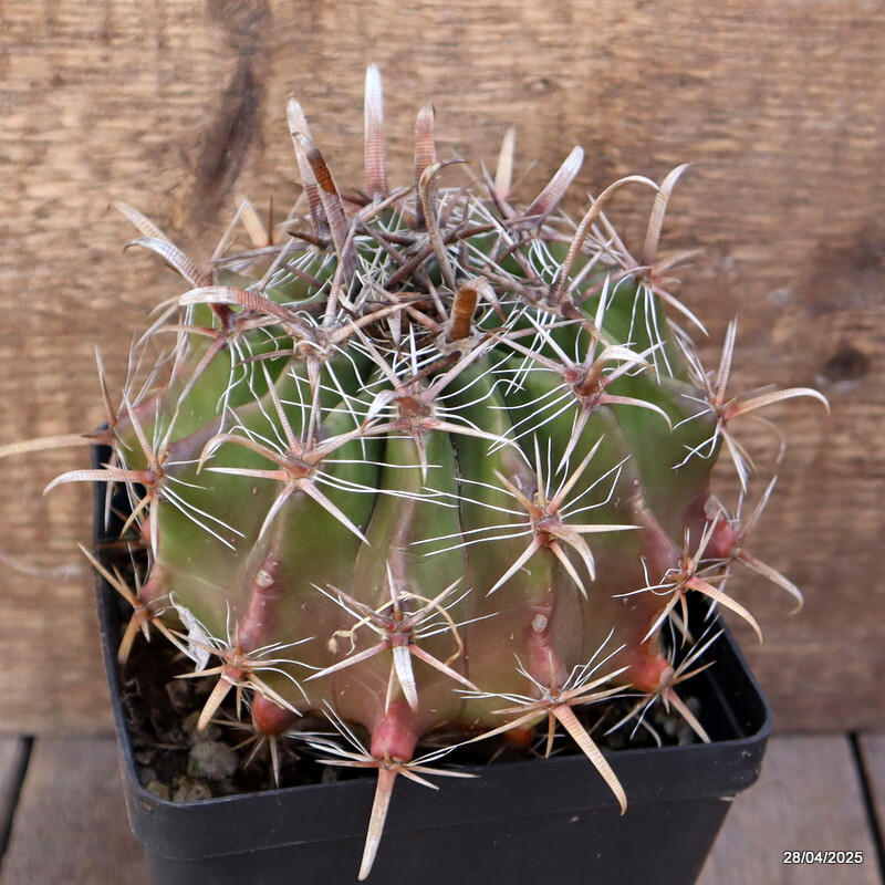 A2015 FEROCACTUS HORRIDUS LONGISPINUS pot12-H11-W14 cm MaMa Cactus
