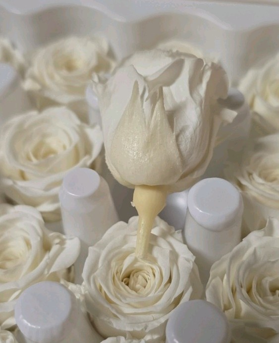Vermeille Ava x16 Ivory Preserved Roses Mini Flowers Box Decor