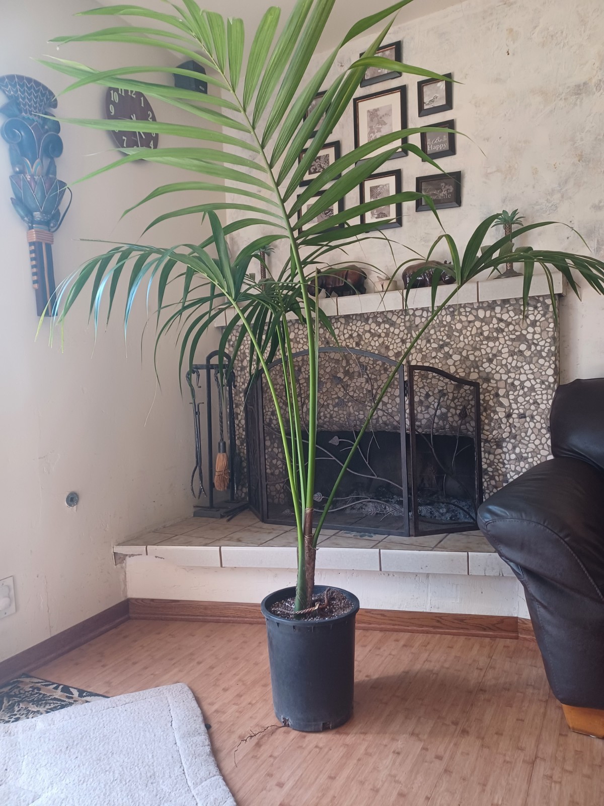 Living Kentia Palm