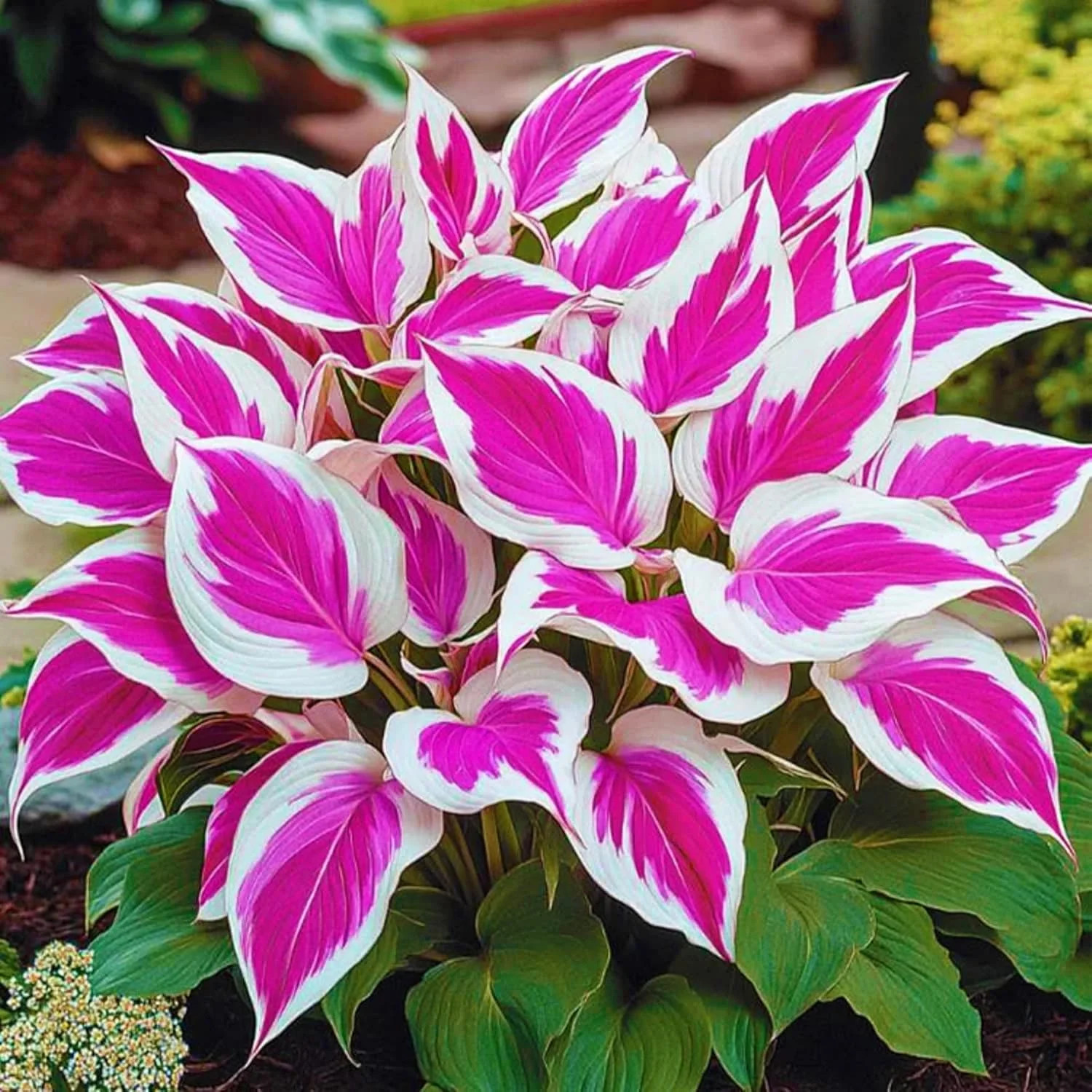 400+ Perennial Rare Hosta Seeds Heart-Shaped Hosta Bare Roots – Rich Foliage, He