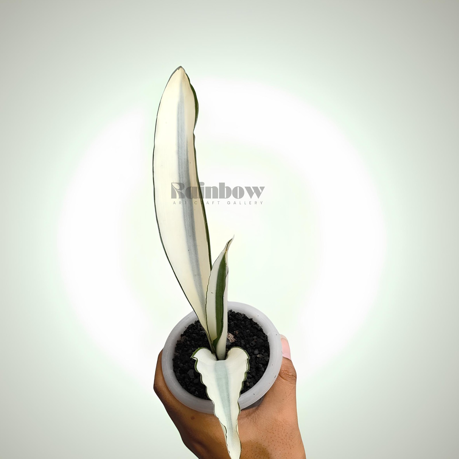 Sansevieria Beauty Queen Variegated Snake Plant