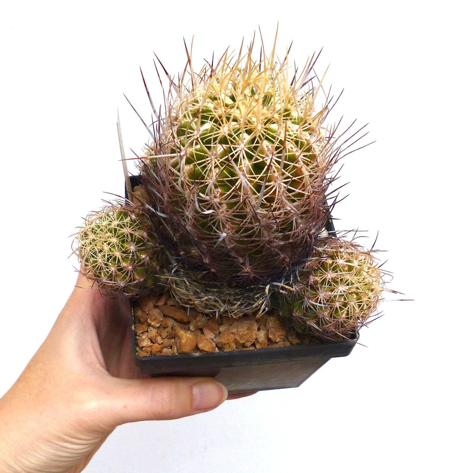 Thelocactus schwarzii SEEDS – Rare Cactus SEEDS
