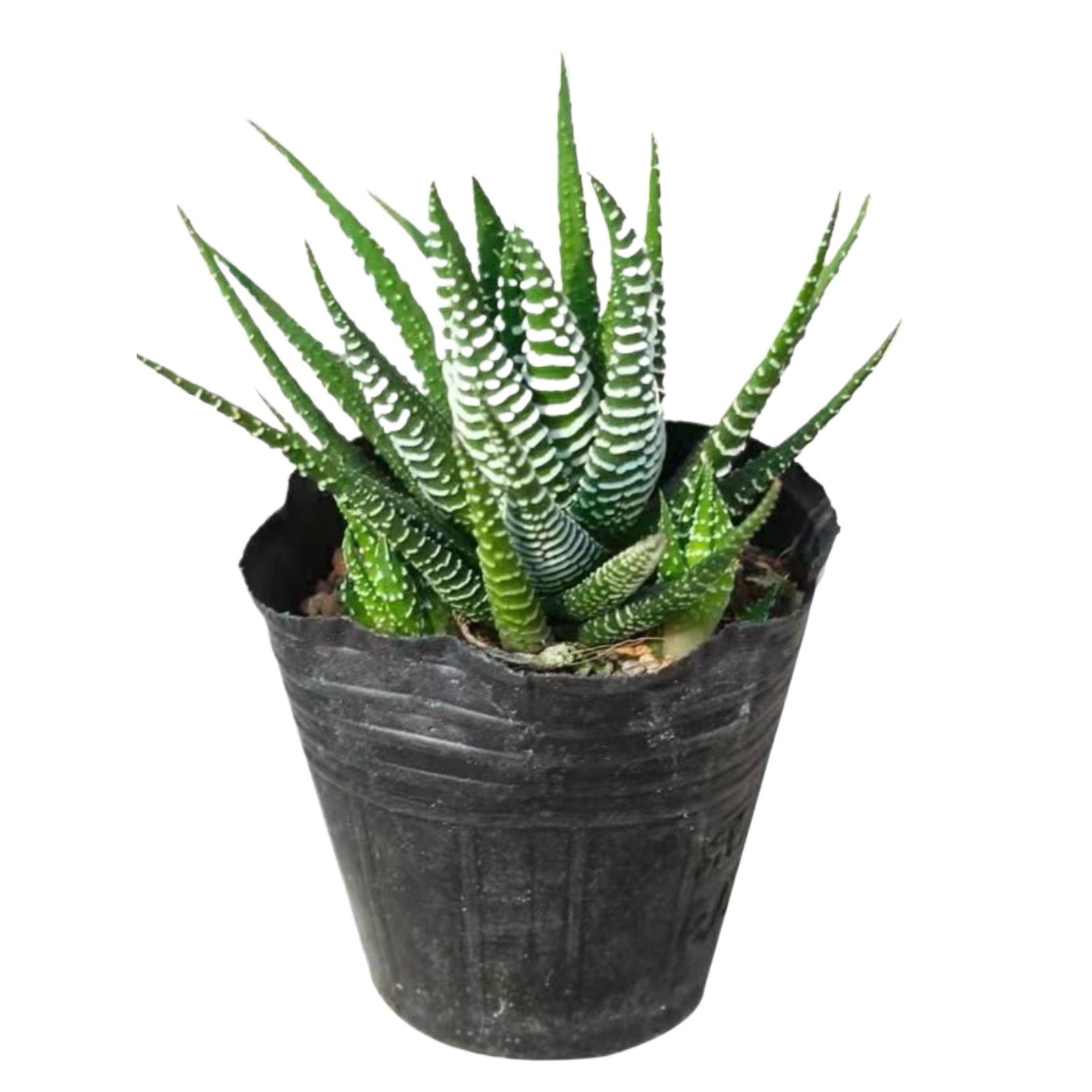 2 Pcs Haworthia Fasciata Attenuata Rare Succulent Plant Exotic Cactus Rare Plant